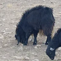 فروش پازن گله|حیوانات مزرعه|چیتاب, |دیوار