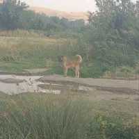 سگ سرابی