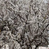 کندن چاه فاضلاب