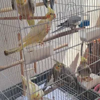 طوطی عروس هلندی|پرنده|صومعه‌سرا, |دیوار