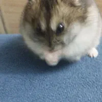 همستر کوپول فروش فوری|موش و خرگوش|اراک, |دیوار