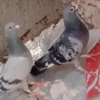 کفتر مسافتی|پرنده|بیرجند, |دیوار