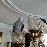 عروس هلندی|پرنده|تهران, مشیریه|دیوار