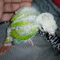 فروش جوجه سرلاکی گرنچیک