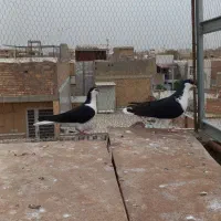 یه جفت ساده ماده یکی ماده آماده یکی جوانه دوپر|پرنده|گنبد کاووس, |دیوار