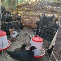 مرغ|حیوانات مزرعه|شمیل, |دیوار