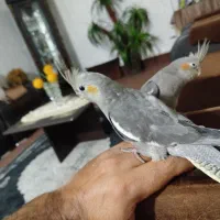 عروس هلندی|پرنده|تربت جام, ترکمن ها|دیوار