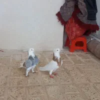 کفتر|پرنده|اسلامآباد غرب, |دیوار