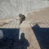 طوله پژدر ماده ۶ماه سروکله داره|سگ|کرمانشاه, |دیوار