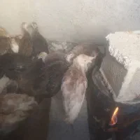 جوجه بوقلمون