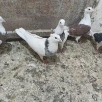 کبوتر|پرنده|قروه, |دیوار