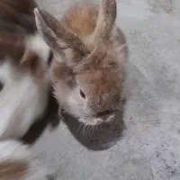 لپ خرگوش|موش و خرگوش|برازجان, |دیوار