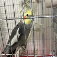 عروس هلندی|پرنده|کرج, برغان|دیوار
