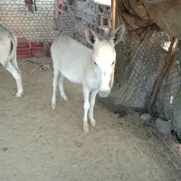 خر برای فروش
