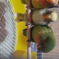 کوتوله برزیلی|پرنده|مزایجان, |دیوار