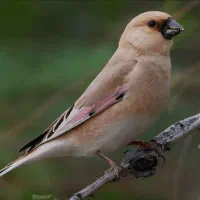 سهره همدونی جفت نر ماده