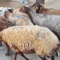 میش و بره مهربانی درشت