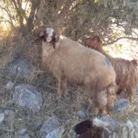 قوچ شک ورن سنجابی اصیل|حیوانات مزرعه|دالاهو, |دیوار