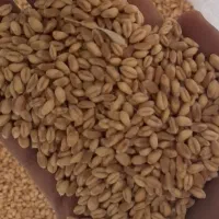 گندم بذری آبی درجه یک