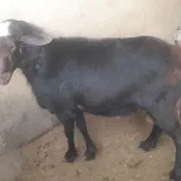 قوچ قره قزل|حیوانات مزرعه|شراء, |دیوار