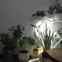 استندفلزی وگلهای طبیعی