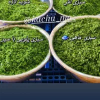 فروشند خانم
