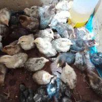 جوجه دو هفته ای و یکماهه و شوره ای