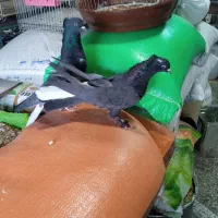 حدود40عدد*کفتر‌‌شهرکردی*پرنده‌سرای‌عیدی*|پرنده|شهرکرد, |دیوار