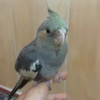 جوجه عروس هلندی خاکستری