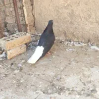 دوتا جوجه درجه اتیقه اشعل قهویی دمسفید