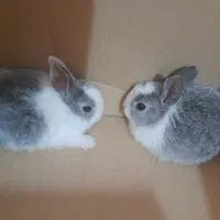 خرگوش ۱۵ روزه