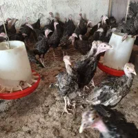 بوقلمون|حیوانات مزرعه|کرج, فاز ۱ مهرشهر|دیوار