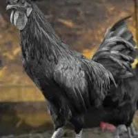 تخم مرغ نطفه دار ایام سمانی