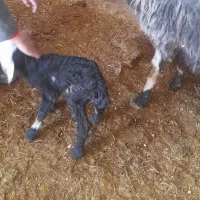 یک عدد بره شیری نیاز داریم