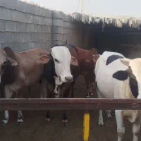 نرگاوبرای‌قربانی