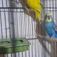 مرغ عشق خوش رنگ|پرنده|پارسآباد, |دیوار