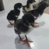 جوجه لاری اصیل