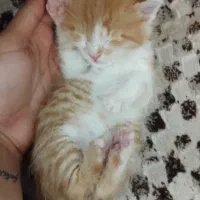 دو عدد بچه گربه گم شده سمت جمهوری ۴۵