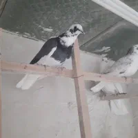 پرنده|پرنده|آران و بیدگل, |دیوار