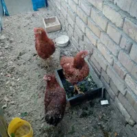 جوجه مرغ طاقچه سالم، فروشی مرغ وخروس|پرنده|مشهد, نوید|دیوار