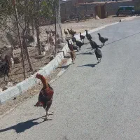 فروش مرغو خروس لاری|حیوانات مزرعه|دیواندره, |دیوار