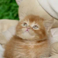 بهترین گربه های تخفیفی