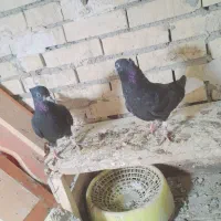 جفت دم سفید|پرنده|رامشیر, |دیوار