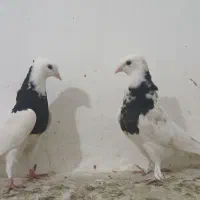 جوجه طوق زرین