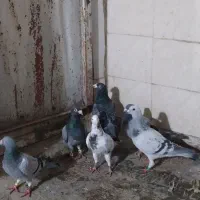 صید|پرنده|مشهد, شهید قربانی|دیوار