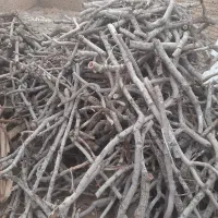 بریدن درخت با اره موتوری|خدمات باغبانی و درختکاری|اردکان, |دیوار