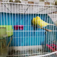 یک جفت قناری طلایی|پرنده|سلیمان, |دیوار