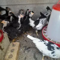 جوجه گلین لری|حیوانات مزرعه|شیراز, باجگاه|دیوار