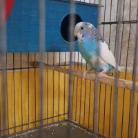 مرغ عشق / جفت|پرنده|قم, حاج خلیل|دیوار