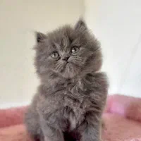 بچه گربه ها با تحویل حضوری در اهواز|گربه|رامهرمز, |دیوار